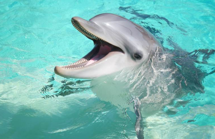  Bottlenose Dolphin Genome Made Available to Researchers